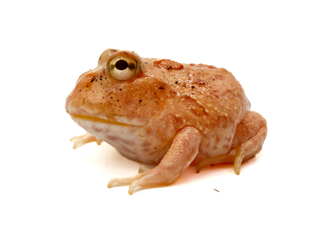 Рогатка Кранвелла Strawberry pineapple