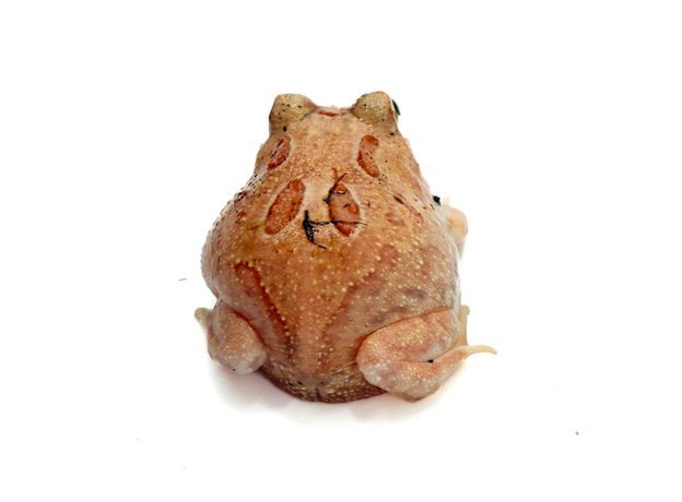 Рогатка Кранвелла Strawberry pineapple