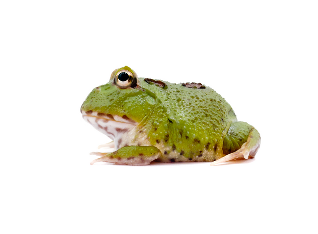 Рогатка Кранвелла 4-spot patternless/ patternless green