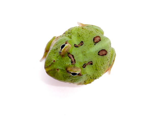 Рогатка Кранвелла 4-spot patternless/ patternless green