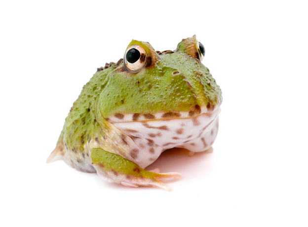 Рогатка Кранвелла 4-spot patternless/ patternless green