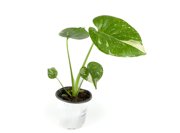 Монстера Созвездие