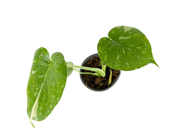 Монстера Созвездие