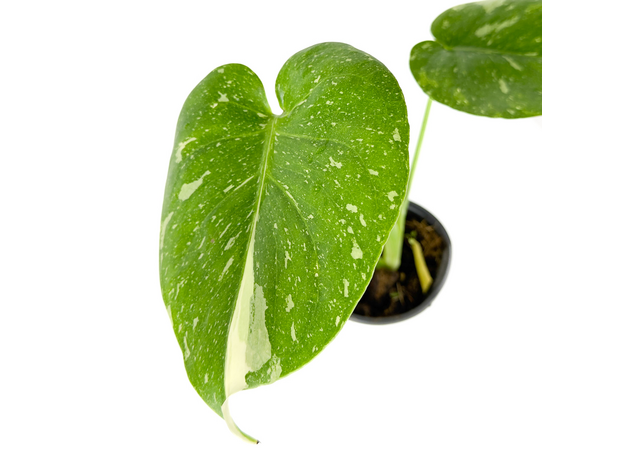 Монстера Созвездие