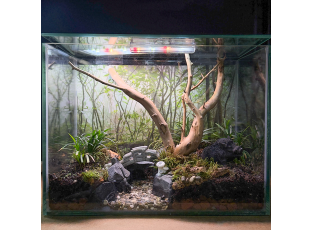 Флорариумный комплект "Лес Лок Муинне"