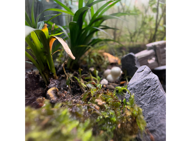 Флорариумный комплект "Лес Лок Муинне"