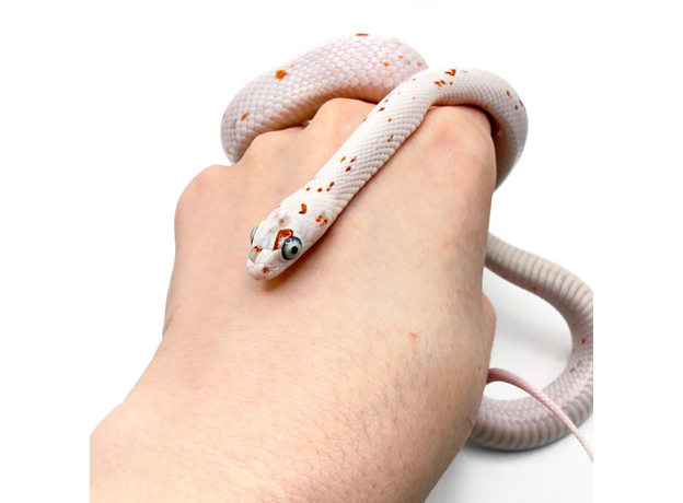 Полоз маисовый Palmetto M