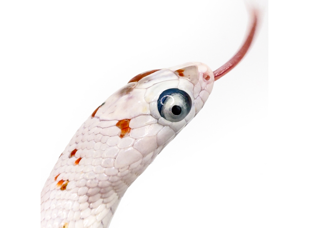 Полоз маисовый Palmetto M