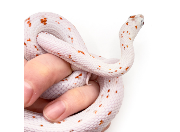 Полоз маисовый Palmetto M