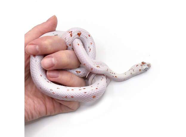 Полоз маисовый Palmetto M