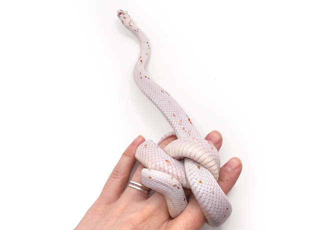 Полоз маисовый Palmetto M