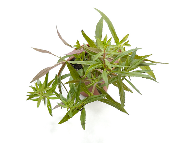 Лимнофила ароматика P8 (Limnophila aromatica)