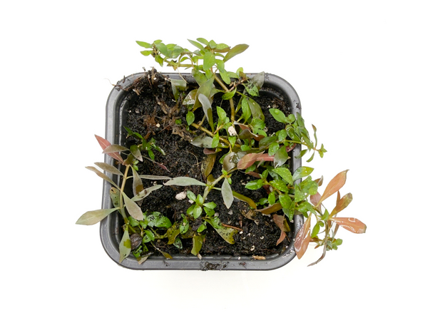 Людвигия репенс Рубин P8 (Ludwigia repens Rubin)