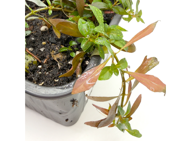 Людвигия репенс Рубин P8 (Ludwigia repens Rubin)