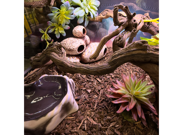 Террариумный комплект "Королевство Полной Луны"