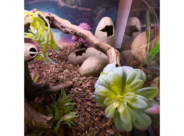 Террариумный комплект "Королевство Полной Луны"