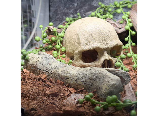 Террариумный комплект "Логово плута"