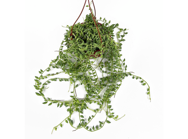 Крестовник Роули