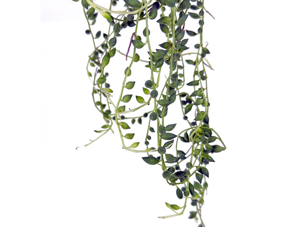 Крестовник Роули