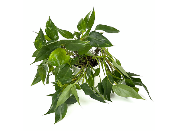 Филодендрон Белый Волшебник