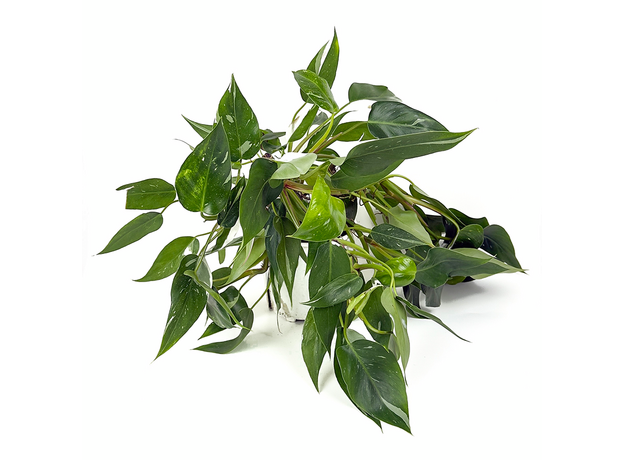 Филодендрон Белый Волшебник