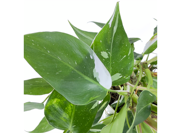 Филодендрон Белый Волшебник