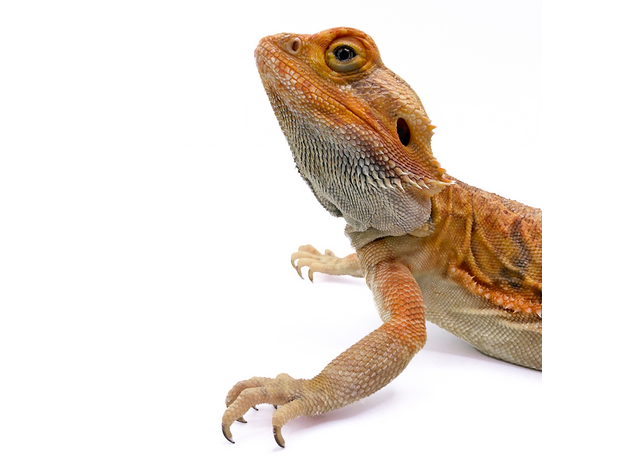 Агама бородатая Leatherback het Hypo translucent XL