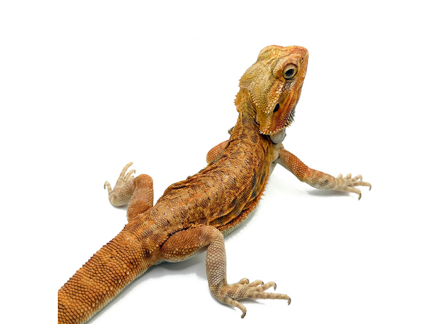 Агама бородатая Leatherback het Hypo translucent XL