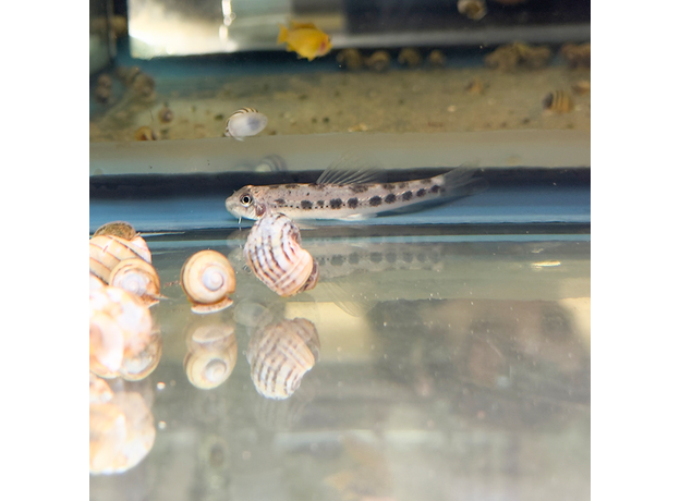 Бычок, Микрофисогобиус тафангенсис (Microphysogobio tafangensis)