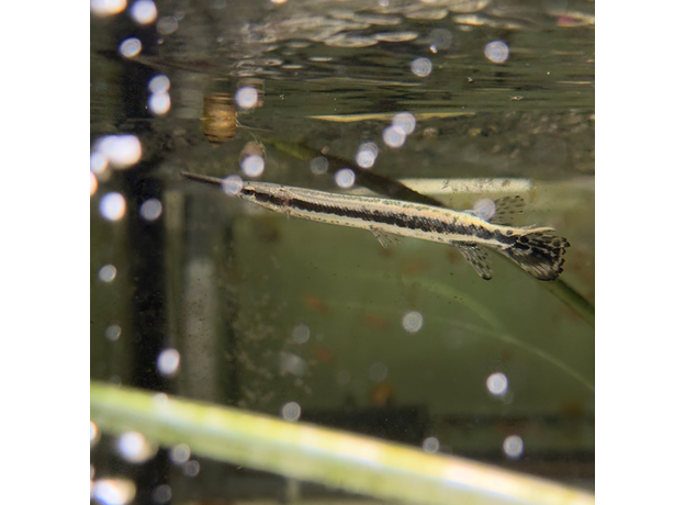 Щука флоридская (Lepisosteus oculatus)