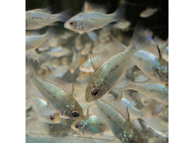 Апистограмма рамирези вуалевая Электрик Блю (Mikrogeophagus ramirezi)