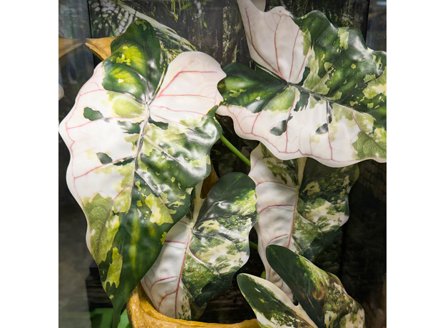 Террариумный комплект "Вариегата"