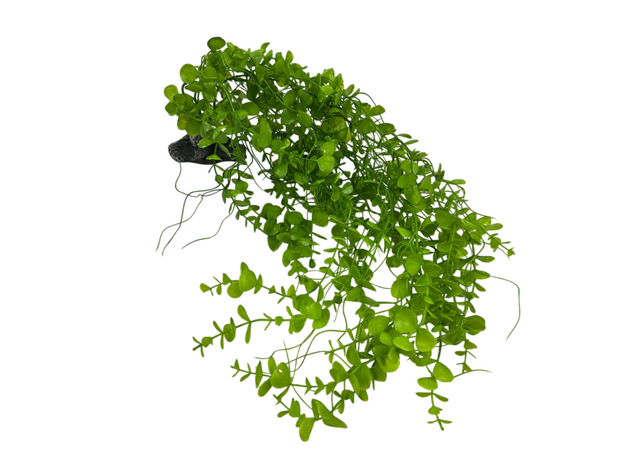 Искусственное растение на подставке Фитодизайн (ос-5), 75х30 см