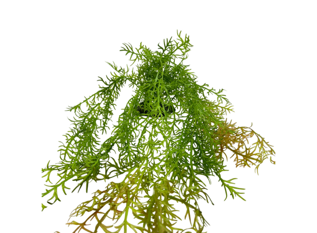 Искусственное растение на подставке Фитодизайн (ос-2), 70х35 см