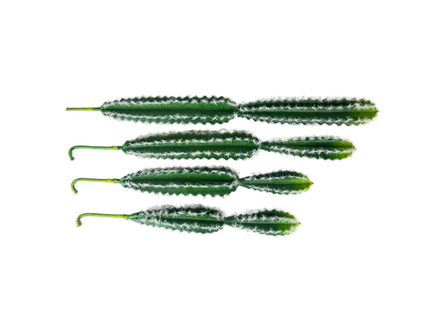 Кактусы искусственные набор 1 (50/60)