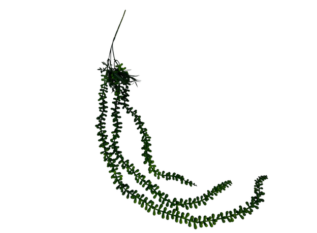 Крестовник геррейна искусственный