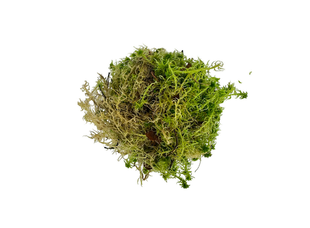 Мох террариумный чистый S