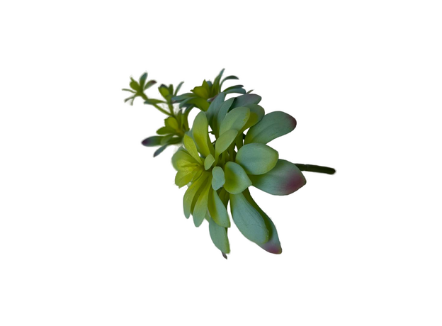 Декор эониум