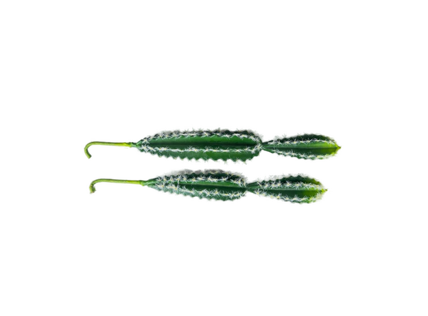 Кактусы искусственные набор 2 (30/40)