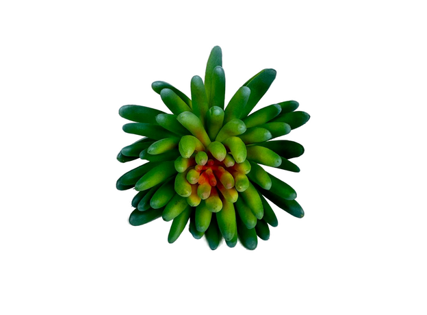 Декор эхеверия