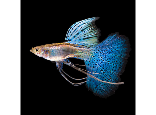 Гуппи Голубая трава (самки) (Poecilia reticulata Blue Grass)