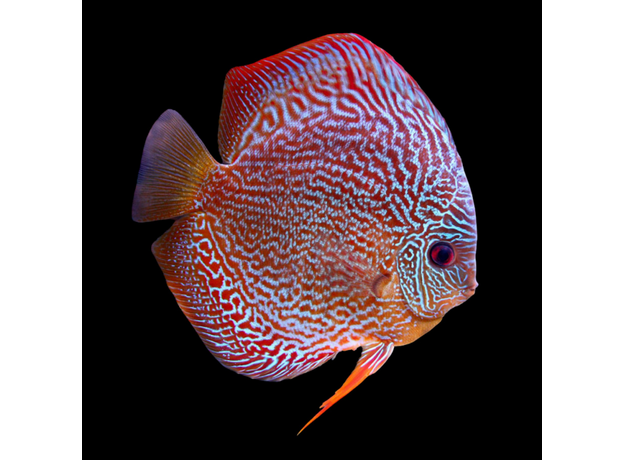 Дискус Змеиная Кожа L (Symphysodon aequifasciatus)
