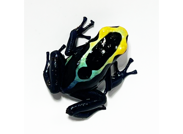 Лягушка древолаз пятнистый Robertus, М