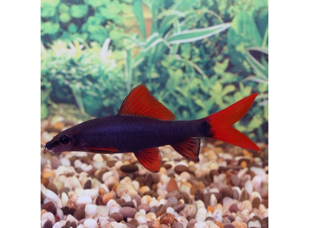 Лабео зеленый S (Epalzeorhynchos frenatum)