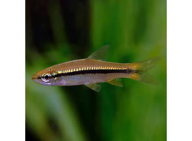 Расбора индийская, синеполосая (Rasbora daniconius)