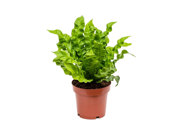 Асплениум (Asplenium nidus) дб