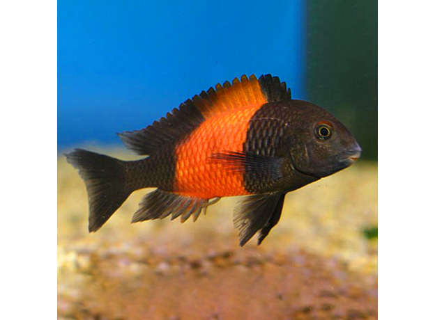 Трофеус Бемба (Tropheus moorii Bemba)