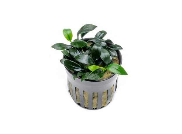 Анубиас Звезда Джунглей (в горшке) (Anubias sp. Jungle Star)