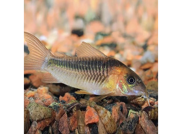 Сом коридорас зигатус (Corydoras zygatus)