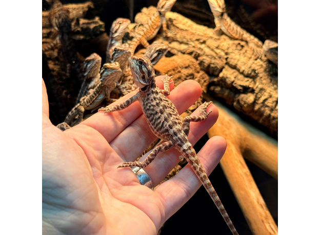 Агама бородатая Leatherback het Hypo  translucent M